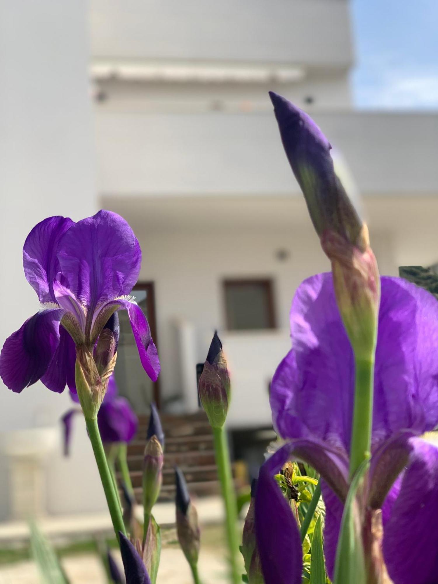 Villa Rreze Dielli Avlonya Dış mekan fotoğraf